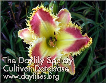 Daylily Deadliest Catch